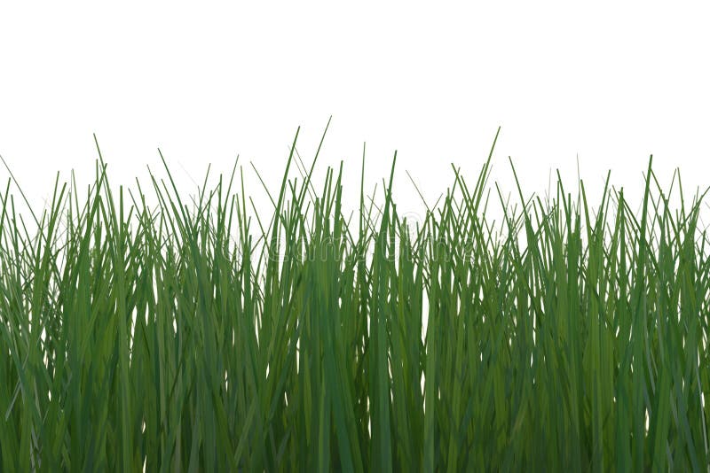 野草 向量例证