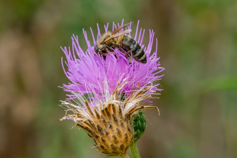 Wild bee on pink flower in the field. Wild bee on pink flower in the field