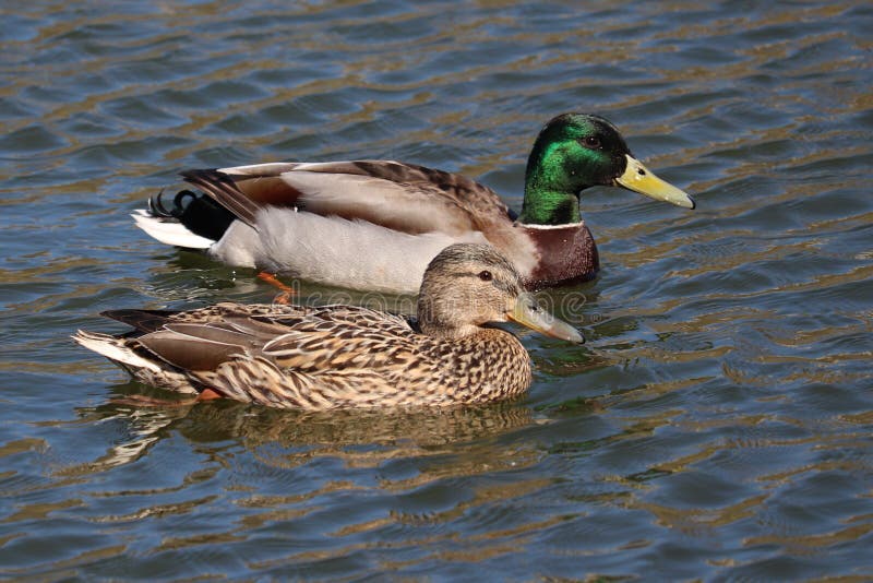 野鸭夫妇游泳在池塘