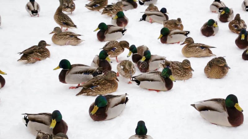 野鸭鸭子和鸽子在雪的冬天在城市停放 家禽饲养学
