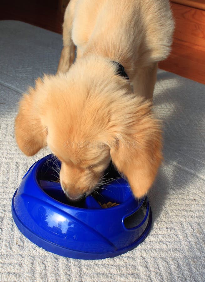 Golden retriever puppy eating food from Slow Feed Bowl with raised pieces to prevent dogs or cats from eating too fast. Golden retriever puppy eating food from Slow Feed Bowl with raised pieces to prevent dogs or cats from eating too fast