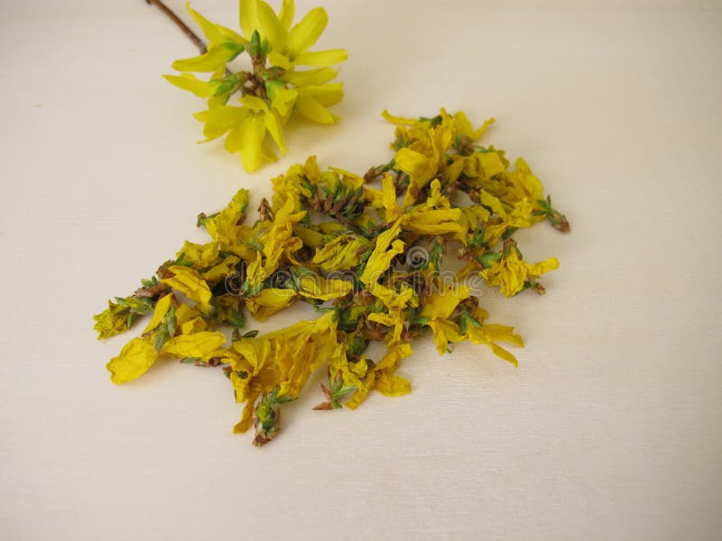 金钟黄连花干黄花 库存图片
