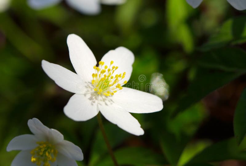 银莲花属nemorosa 免版税库存图片 银莲花属nemorosa 免版税库存图片