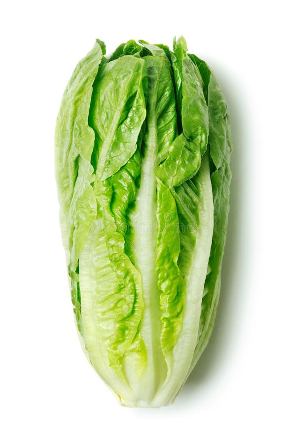 Romaine lettuce isolated on white background. Romaine lettuce isolated on white background