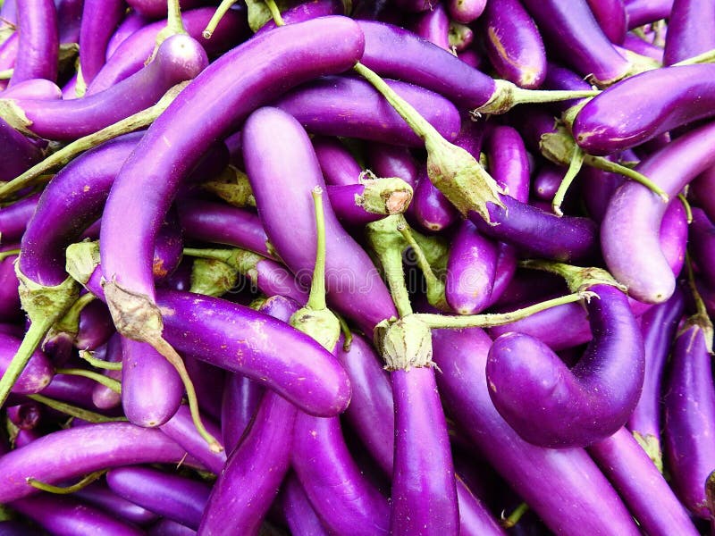 中国茄子melongena茄属库存照片. 图片包括有茄子, 茄属植物, 酥脆