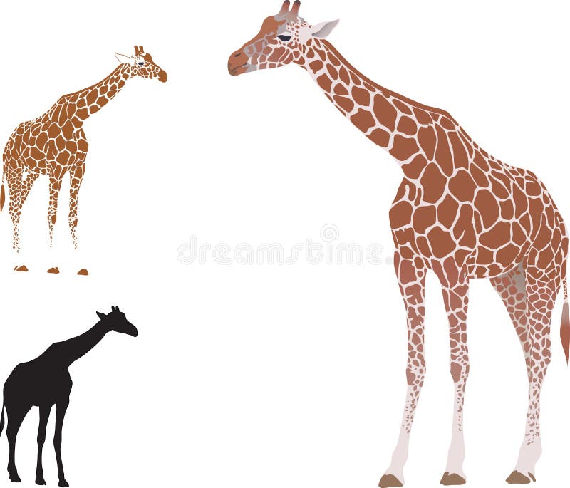 Vector realistic giraffe isolated on white background. Vector realistic giraffe isolated on white background