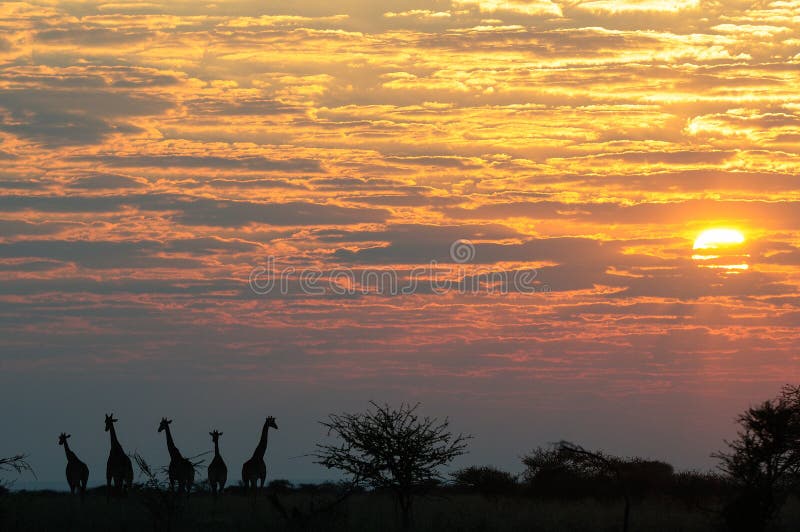 长颈鹿牧群站立在日出风景的, etosha nationalpark,纳米比亚 库存照片 长颈鹿牧群站立在日出风景的, etosha nationalpark,纳米比亚 库存照片