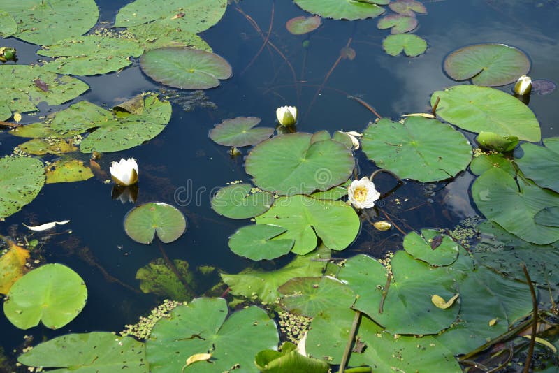 阳光明媚的夏日，鸽子水背景下的白色睡莲 库存照片