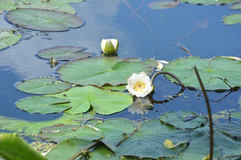 阳光明媚的夏日，鸽子水背景中的白色睡莲 库存图片
