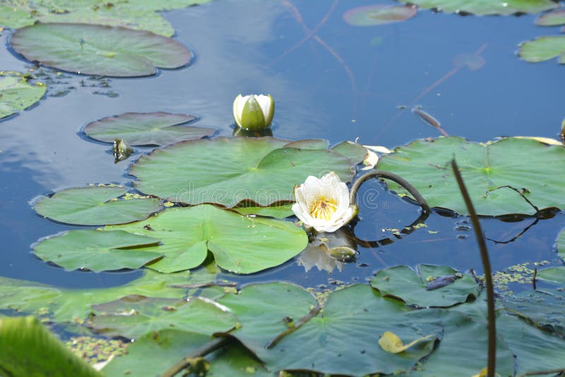 阳光明媚的夏日，鸽子水背景中的白色睡莲 库存照片