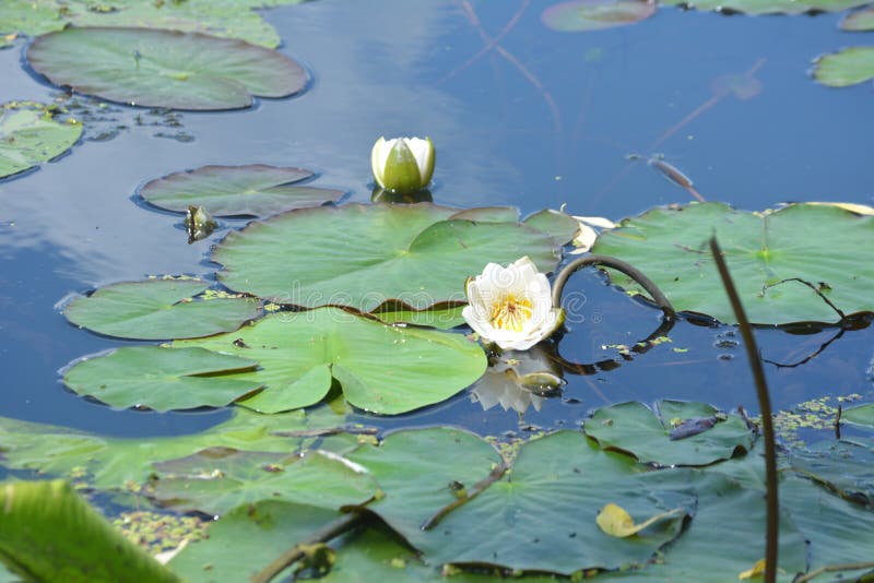 阳光明媚的夏日，鸽子水背景中的白色睡莲 免版税库存照片
