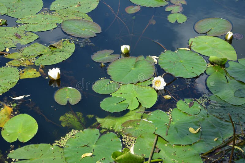 阳光明媚的夏日，鸽子水背景中的白色睡莲 库存照片