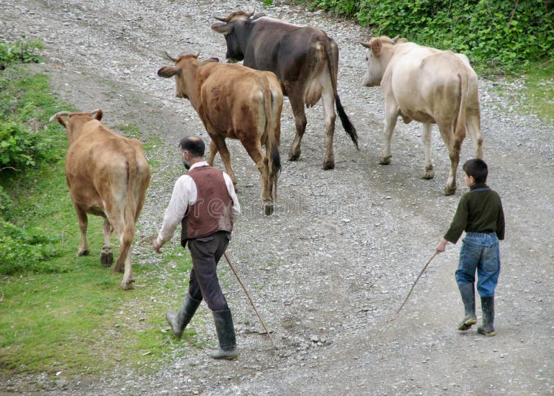 Capturing a timeless rural scene, this photograph showcases a man and a young boy herding cattle along a gravel road. The lush green surroundings and the rustic attire of the herders highlight the simplicity and authenticity of pastoral life in Azerbaijan's countryside. Capturing a timeless rural scene, this photograph showcases a man and a young boy herding cattle along a gravel road. The lush green surroundings and the rustic attire of the herders highlight the simplicity and authenticity of pastoral life in Azerbaijan's countryside.