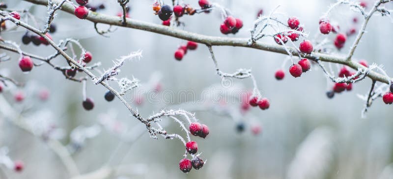 Winter scene with frosty plants. Winter scene with frosty plants