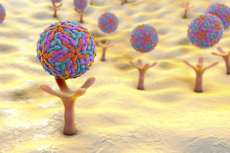 Zika virus attaching to AXL receptor on the surface of a neural stem cell, 3D illustration. Zika virus causes Zika fever leading to microcephaly in newborns. Zika virus attaching to AXL receptor on the surface of a neural stem cell, 3D illustration. Zika virus causes Zika fever leading to microcephaly in newborns