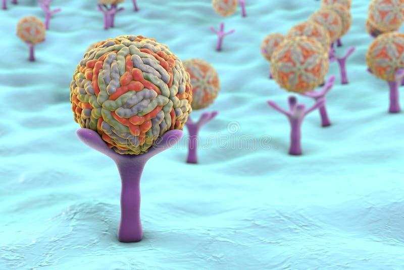 Zika virus attaching to AXL receptor on the surface of a neural stem cell, 3D illustration. Zika virus causes Zika fever leading to microcephaly in newborns. Zika virus attaching to AXL receptor on the surface of a neural stem cell, 3D illustration. Zika virus causes Zika fever leading to microcephaly in newborns