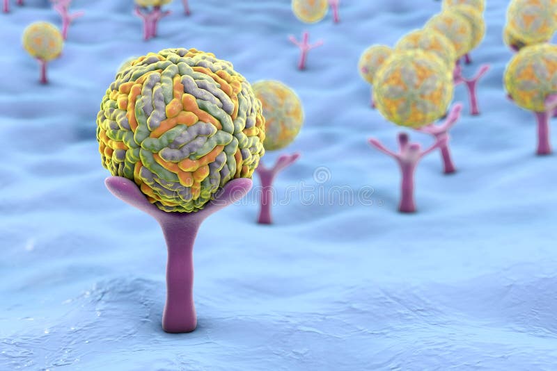 Zika virus attaching to AXL receptor on the surface of a neural stem cell, 3D illustration. Zika virus causes Zika fever leading to microcephaly in newborns. Zika virus attaching to AXL receptor on the surface of a neural stem cell, 3D illustration. Zika virus causes Zika fever leading to microcephaly in newborns