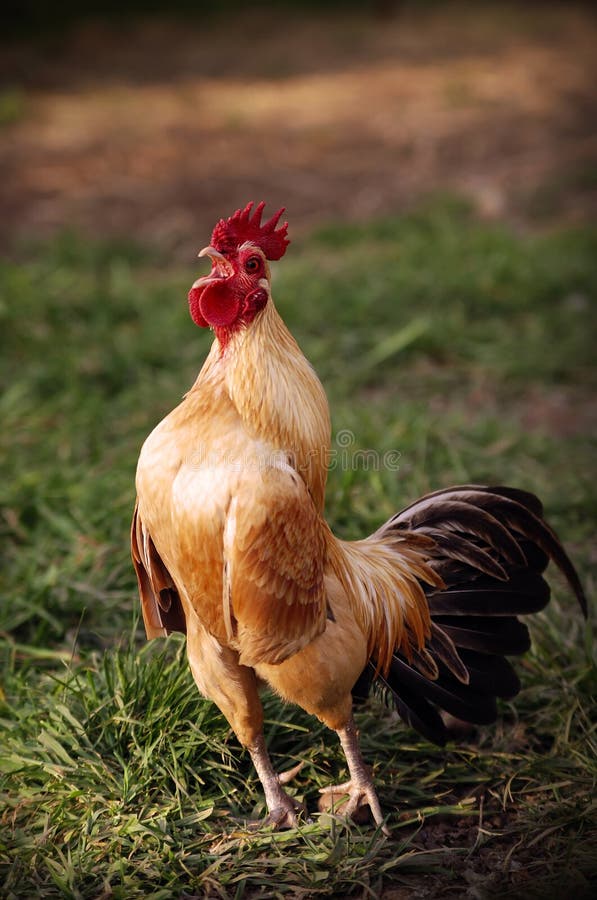 Banty rooster crowing in grass. Banty rooster crowing in grass.