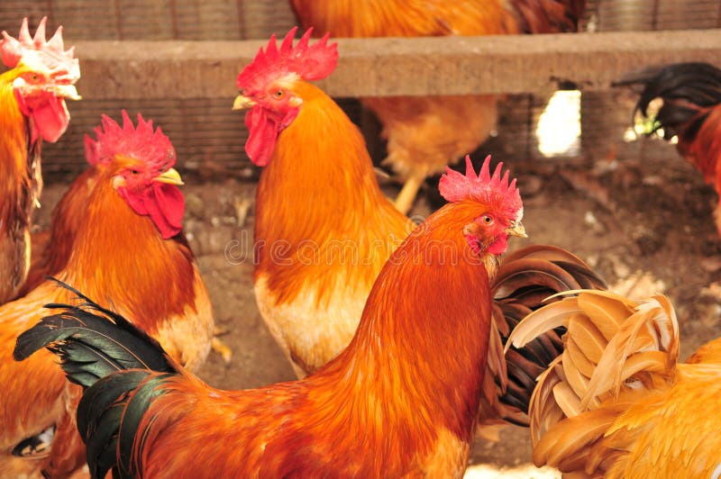 A picture of roosters and hens at a barnyard. A picture of roosters and hens at a barnyard
