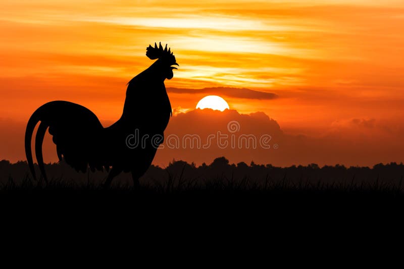 Silhouette of Roosters crow on the lawn on orange sunrise background. Silhouette of Roosters crow on the lawn on orange sunrise background