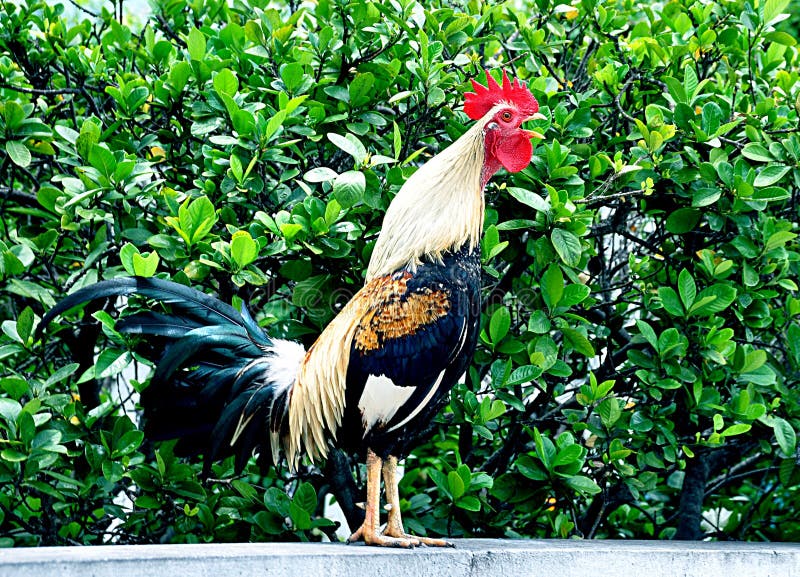 Closeup Of A Colorful Rooster In Crowing Pose. Closeup Of A Colorful Rooster In Crowing Pose