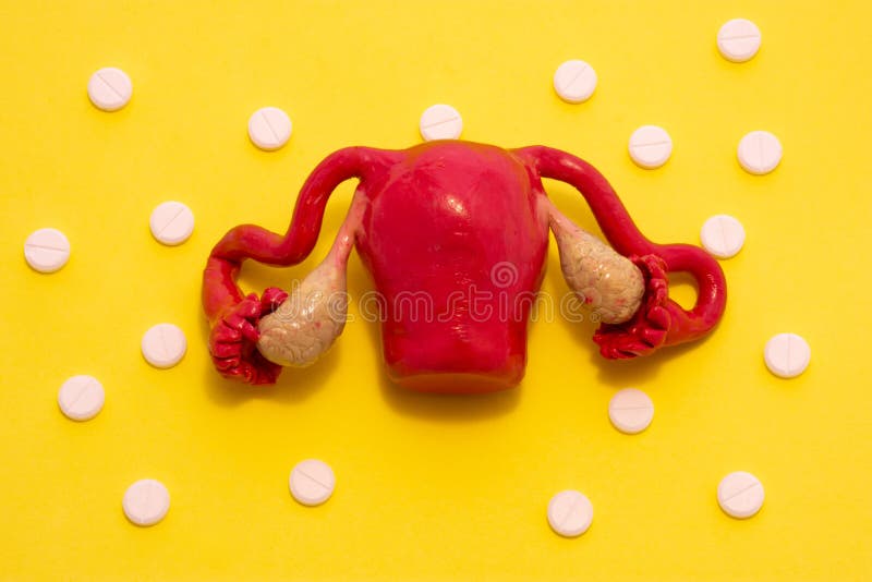 雌性生殖系统子宫附肢的解剖模型处于黄色背景中 库存照片