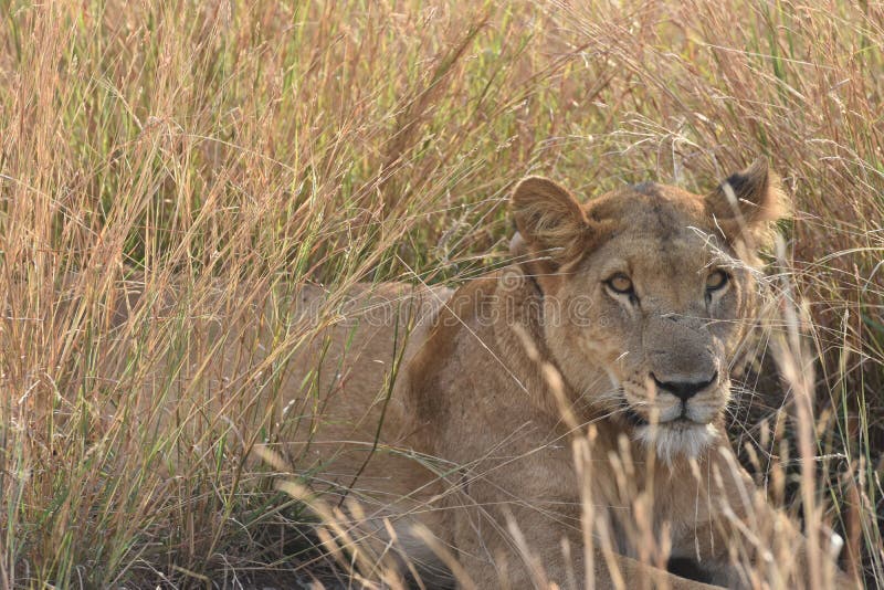 Face of a female lion in the savanna grass in Queen Elizabeth National Park in Uganda. Face of a female lion in the savanna grass in Queen Elizabeth National Park in Uganda.