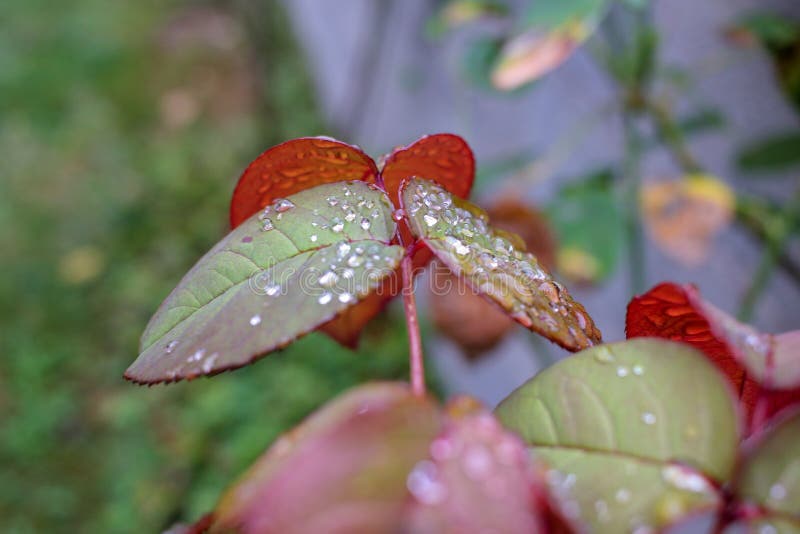 雨叶落叶 图库摄影