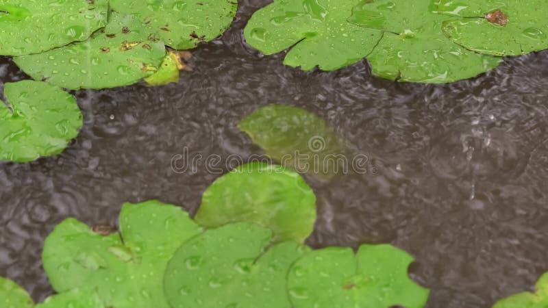 雨水滴落在池塘的水面上.