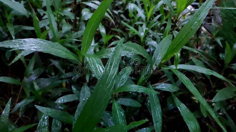 雨滴在叶子上