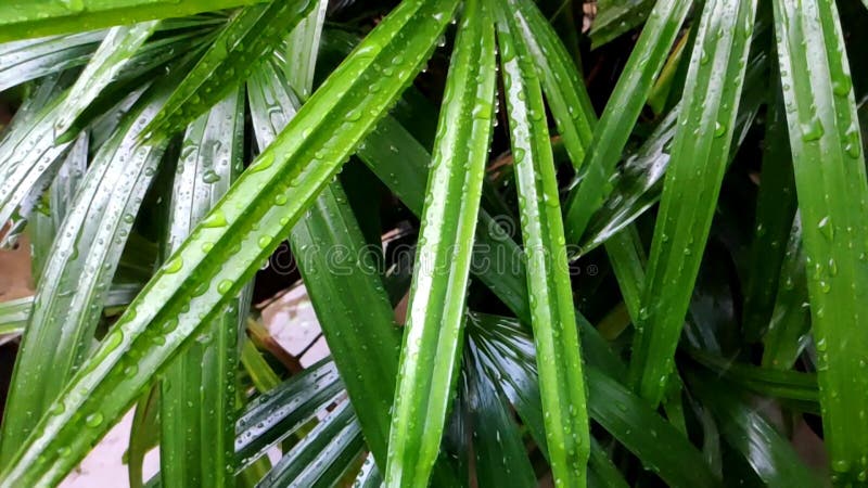 雨滴在叶子上