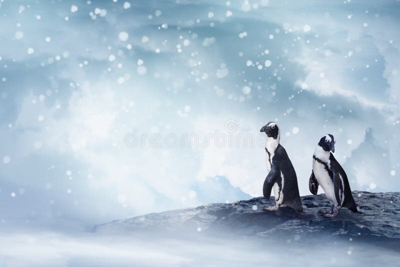 雪中岩石上的两只可爱企鹅