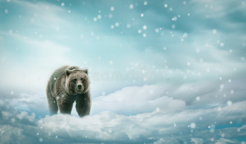 雪中棕熊
