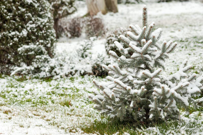 雪中的蓝色云杉 免版税库存图片