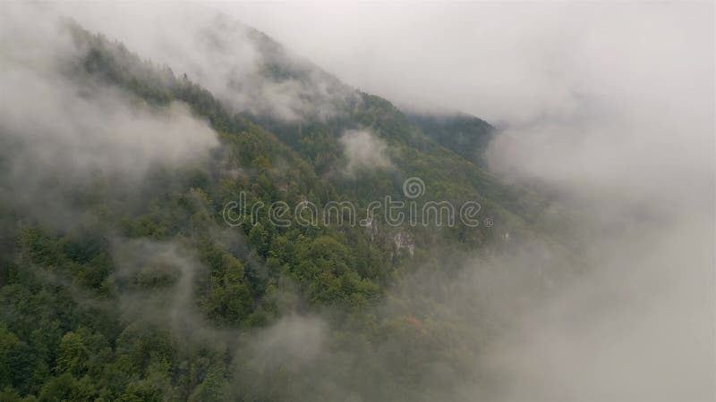 雾中的喀尔巴阡森林揭示了梦幻神秘的森林景观 股票视频