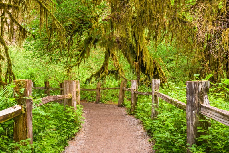 Hall of Mosses in Olympic National Park, Washington, USA. Hall of Mosses in Olympic National Park, Washington, USA.