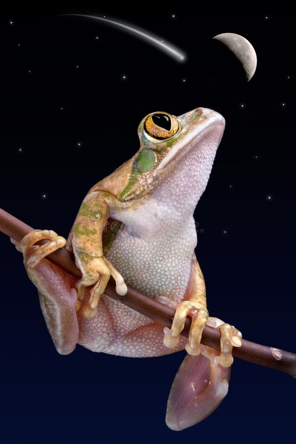 A big-eyed tree frog is watching a shooting star. A big-eyed tree frog is watching a shooting star.