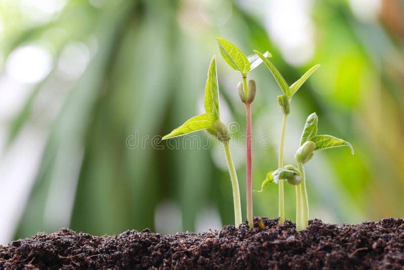 Green bean sprouts on soil in the vegetable garden and have nature bokeh background for concept of growth and agriculture. Green bean sprouts on soil in the vegetable garden and have nature bokeh background for concept of growth and agriculture.