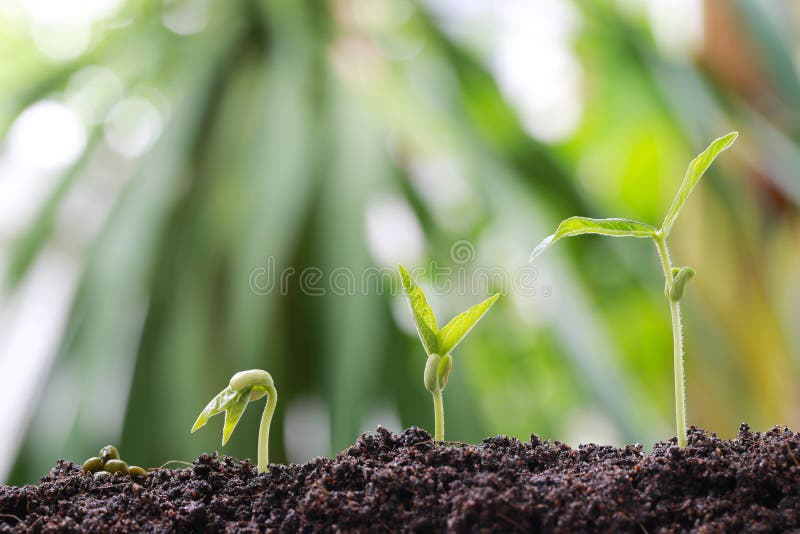 Green bean sprouts on soil in the vegetable garden and have nature bokeh background for concept of growth and agriculture. Green bean sprouts on soil in the vegetable garden and have nature bokeh background for concept of growth and agriculture.