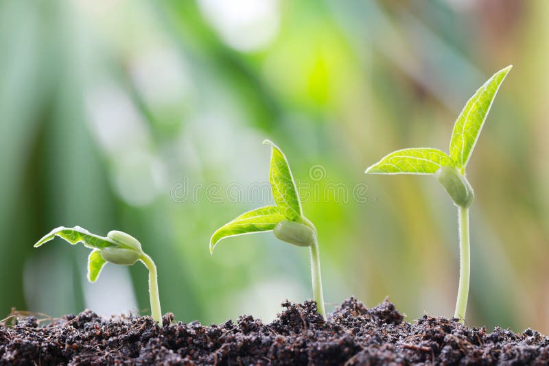 Green bean sprouts on soil in the vegetable garden and have nature bokeh background for concept of growth and agriculture. Green bean sprouts on soil in the vegetable garden and have nature bokeh background for concept of growth and agriculture.