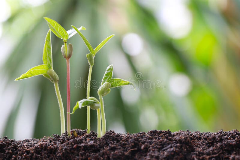 Green bean sprouts on soil in the vegetable garden and have nature bokeh background for concept of growth and agriculture. Green bean sprouts on soil in the vegetable garden and have nature bokeh background for concept of growth and agriculture.