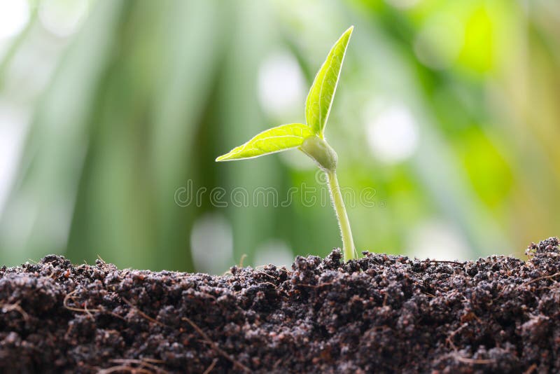 Green bean sprouts on soil in the vegetable garden and have nature bokeh background for concept of growth and agriculture. Green bean sprouts on soil in the vegetable garden and have nature bokeh background for concept of growth and agriculture.