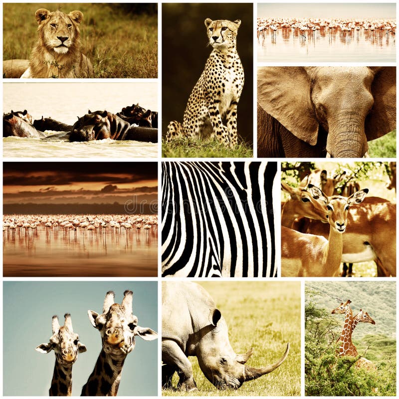 非洲动物徒步旅行队拼贴画