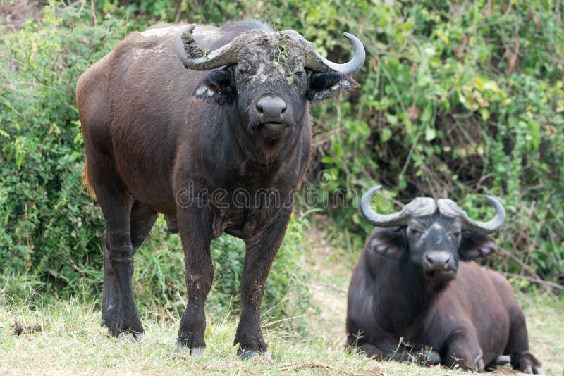 African buffaloes, syncerus caffer, on shore of Lake Edward, Queen Elizabeth National Park, Uganda. African buffaloes, syncerus caffer, on shore of Lake Edward, Queen Elizabeth National Park, Uganda