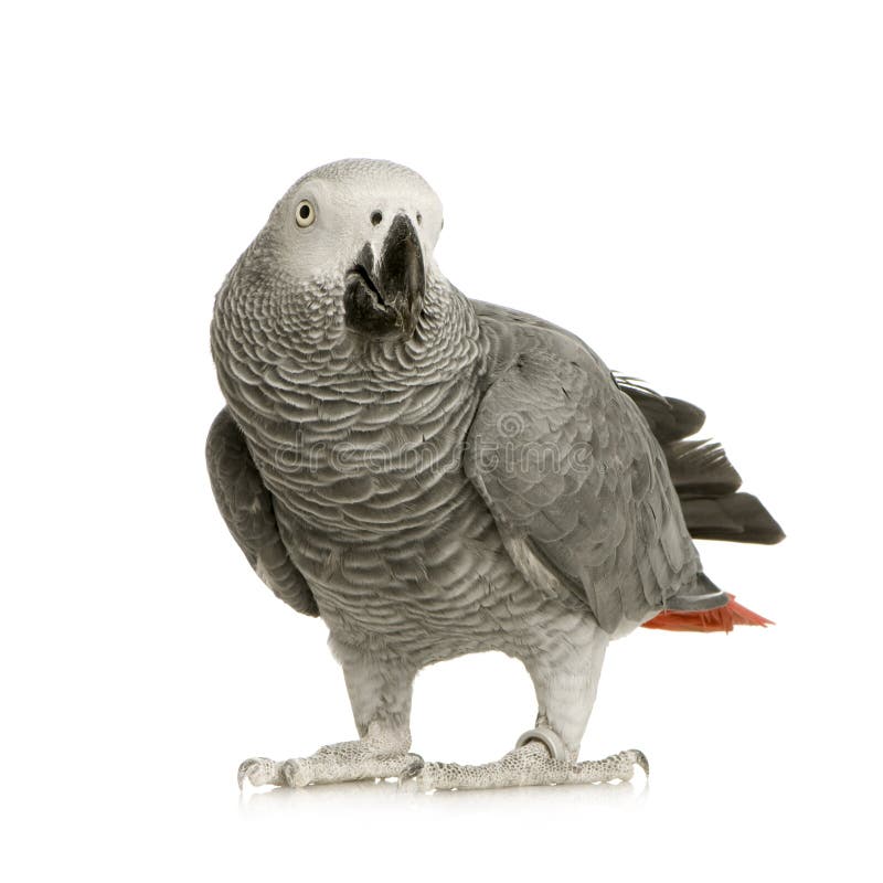 非洲画眉灰色鹦鹉psittacus 免版税图库摄影