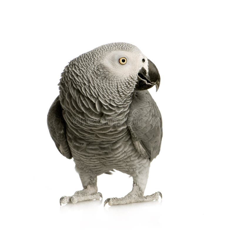 非洲画眉灰色鹦鹉psittacus 免版税库存图片