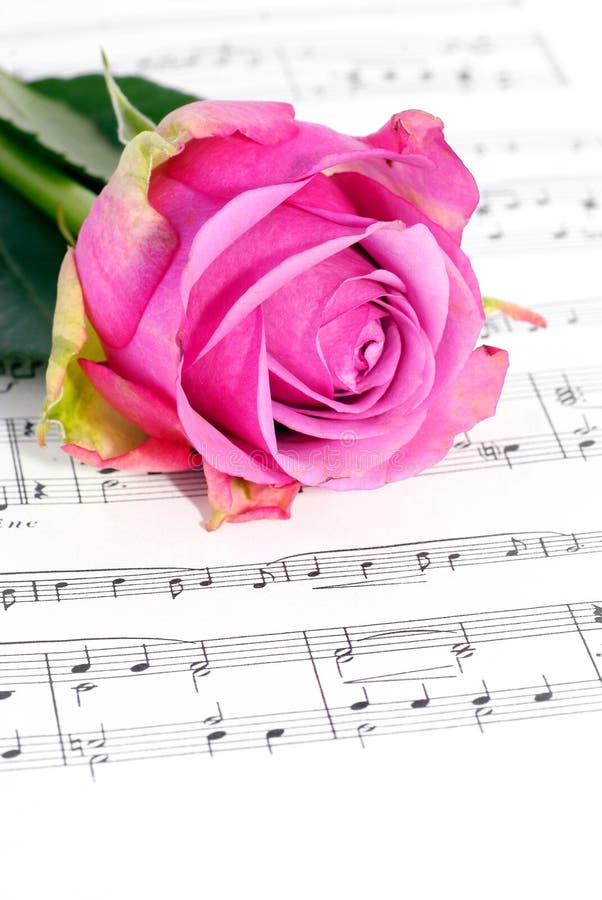 Flower blooming roses lying on the score. Flower blooming roses lying on the score.