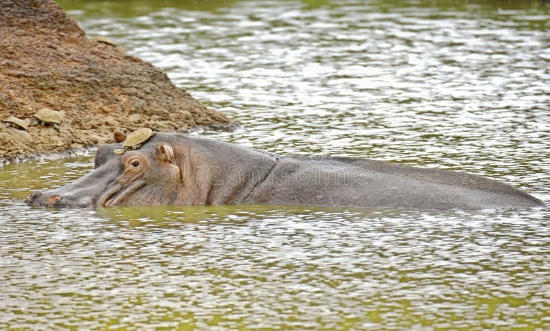 Hippopotamuses enjoying fresh cool water while turtle sit in safety on his muzzle. Hippopotamuses enjoying fresh cool water while turtle sit in safety on his muzzle