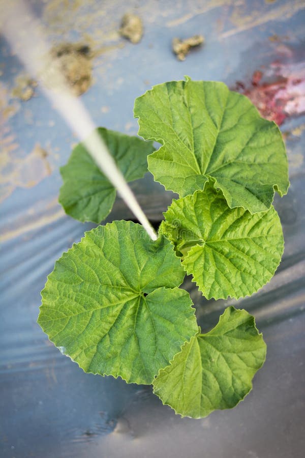 顶视图生长在领域植物农业农场的幼木瓜 免版税库存照片