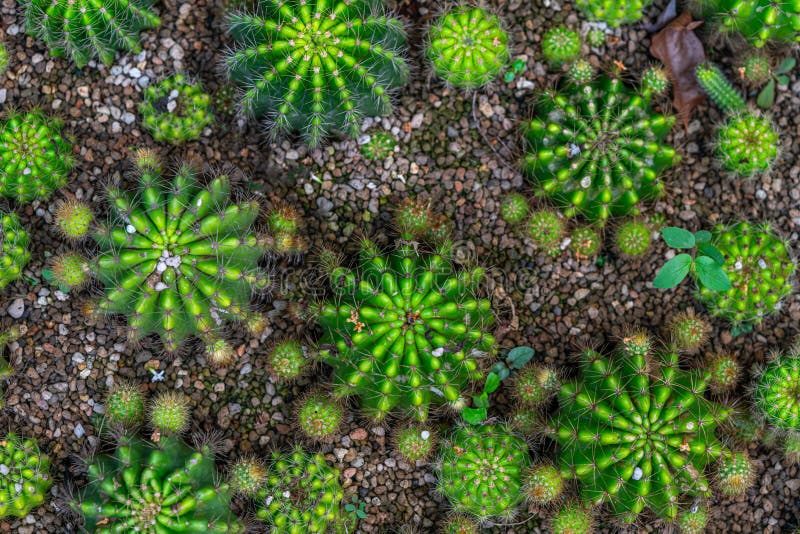 顶视图盆状圆形仙人掌植物填充框架 库存照片